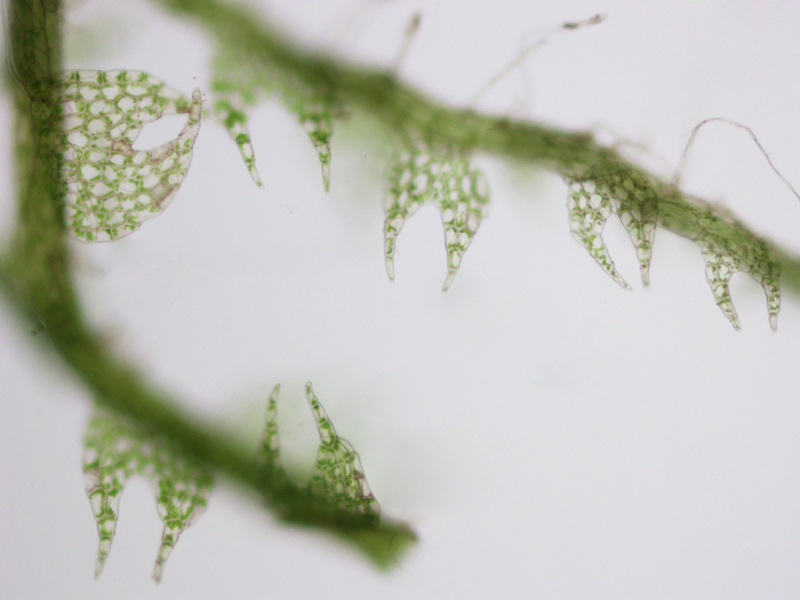 Fuscocephaloziopsis loitlesbergeri